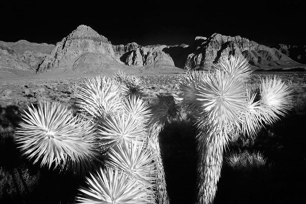 Jones, Adam 아티스트의 Joshua tree-Mojave Desert-California작품입니다.